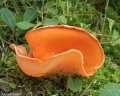 D. pomarańczowa - A. aurantia
