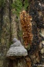 Antrodiella pallescens - Jamkóweczka