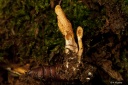 Cordyceps - Maczużnik