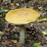 L. versipelle - K. pomarańczowożółty