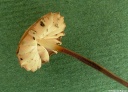 T. czerwonobrązowy - M. curreyi
