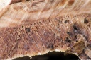 T. fraxinea - P. fraxinea