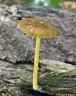 D. żółtonogi - P. romellii
