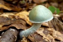 P. białoniebieski - S. caerulea